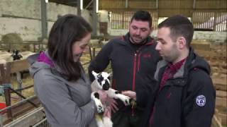 New born lambs at Drimsynie Estate, on Live At Five