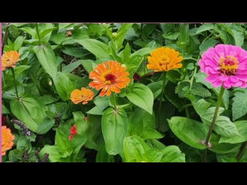 5/17/2026 Sunday Service -"Flower Communion" by Rev. Kiya Heartwood