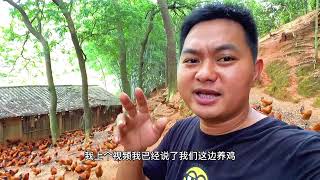 养鸡很赚钱？冲动到辞工回家创业养鸡，这视频让你梦想碎一地