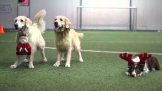 Na Fali Xmass Obedience 2015