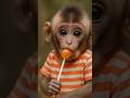 Baby Monkey's First Lollipop Taste! 🍭🐒 #funny