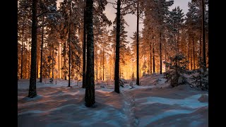 Звуки зимнего леса | Снег, зимующие птицы