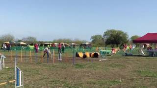 2016 JKC 岐阜トレーナーズクラブアジリティ競技会 ＡＧ１《みいろ》