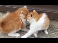 Какой резвый котёнок! Красивые котики играют🤗 Видео для поднятия настроения.