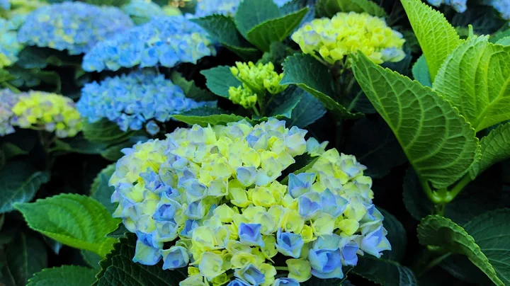 Hydrangea Magical® Revolution//🌝Wonderful, long-lasting, very sturdy blooms on compact plants! - DayDayNews