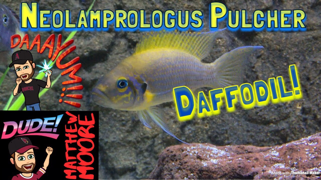video phone beyonce mp3 Neolamprologus Pulcher Daffodil