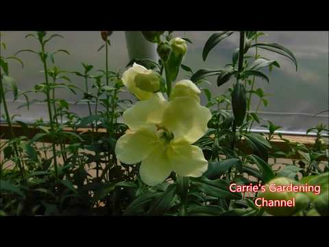 Chantilly Snapdragons, How To Grow Chantilly Snapdragons, How To Care For Chantilly Snapdragons