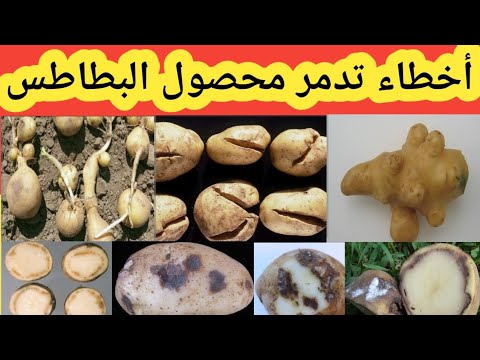 فيديو: درجات الجبس: الخصائص ، التعريف ، الصورة