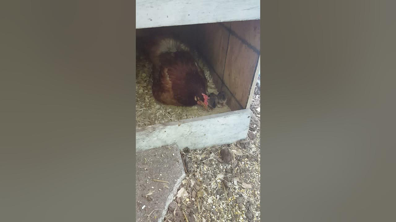 Can a Chicken Hen raise Guinea Keets? YouTube