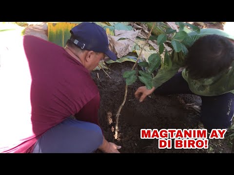 Video: Fruit bushes - pagbili at pagtatanim