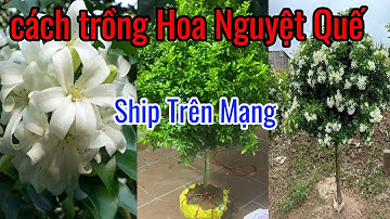 Cách Trồng Hoa Nguyệt Quế từ A đến Z.