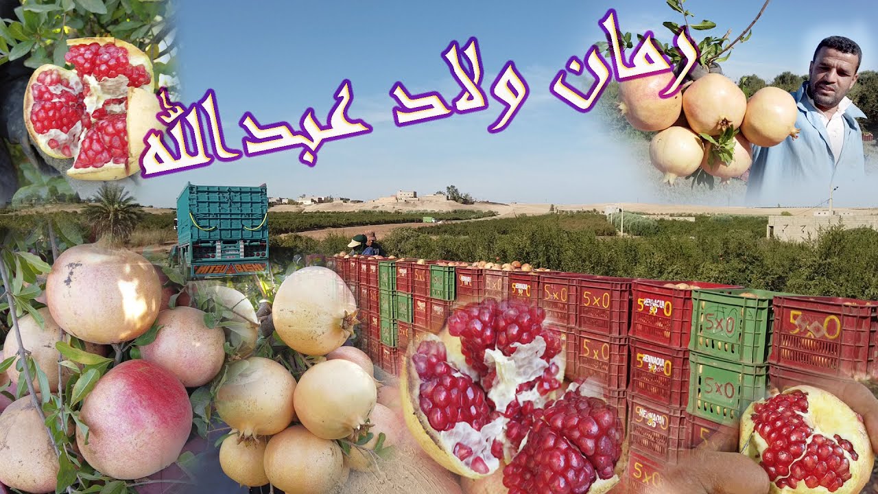 جني رمان السفري ولاد عبدالله بني ملال وشرح نقلة غرس رمان السفري بين الدكر والأنثى 13/10/2023