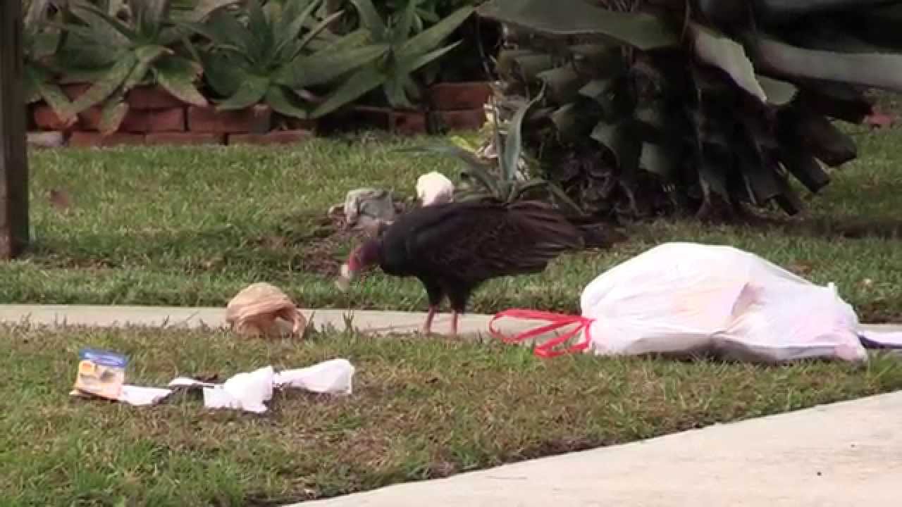 Vulture Eating Neighbor's Garbage YouTube
