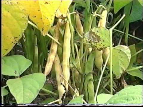 Video: Gastroduodenīta ārstēšana Ar Tautas Līdzekļiem - 7 Efektīvas Metodes