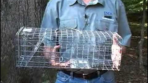 How to set and use a cage trap for squirrels
