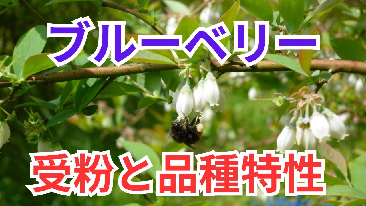 ブルーベリー 品種特性, ブルーベリー デキシー 特徴 – ITWL