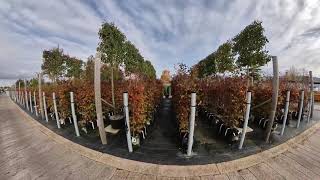 Purple Beech ReadyHedge Readybags - 140-160cm tall hedging - Autumnal