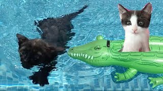 Mis gatitos bebés Luna y Estrella jugando con juguetes de piscina para niños /  Funny cats