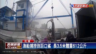 花蓮捕612公斤巨口鯊賣7.9萬  保育團體不滿－民視新聞