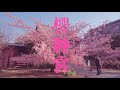 【桜神宮】河津桜が綺麗 V-Log