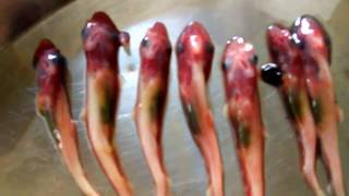 A dead baby sharks were found in the belly of shark fish.