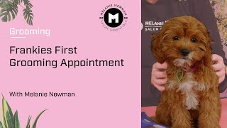 Frankie’s first grooming appointment. by Melanie Newman Salon Essentials 1,133 views 1 year ago 5 minutes, 42 seconds