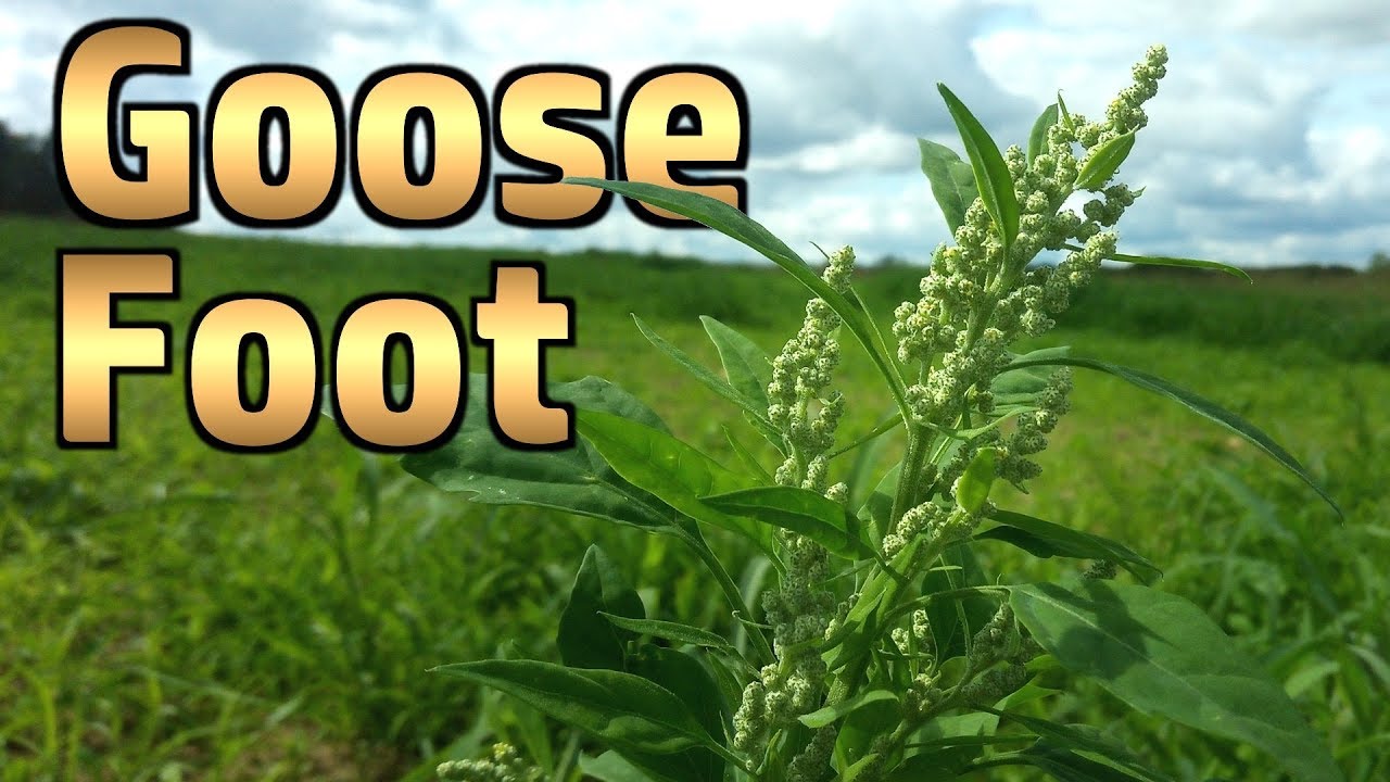 Second Spring - Featuring Goosefoot Pancake