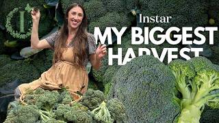 How to Clean Vegetables with an Ozone Generator | Easy Homegrown Veggie Cleaning