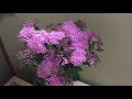 【生け花 5 】フジバカマと紫陽花　梅雨を楽しむ