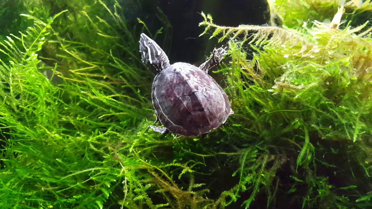 Die kleine Kartoffel - Sternotherus Odoratus - Moschusschildkröte
