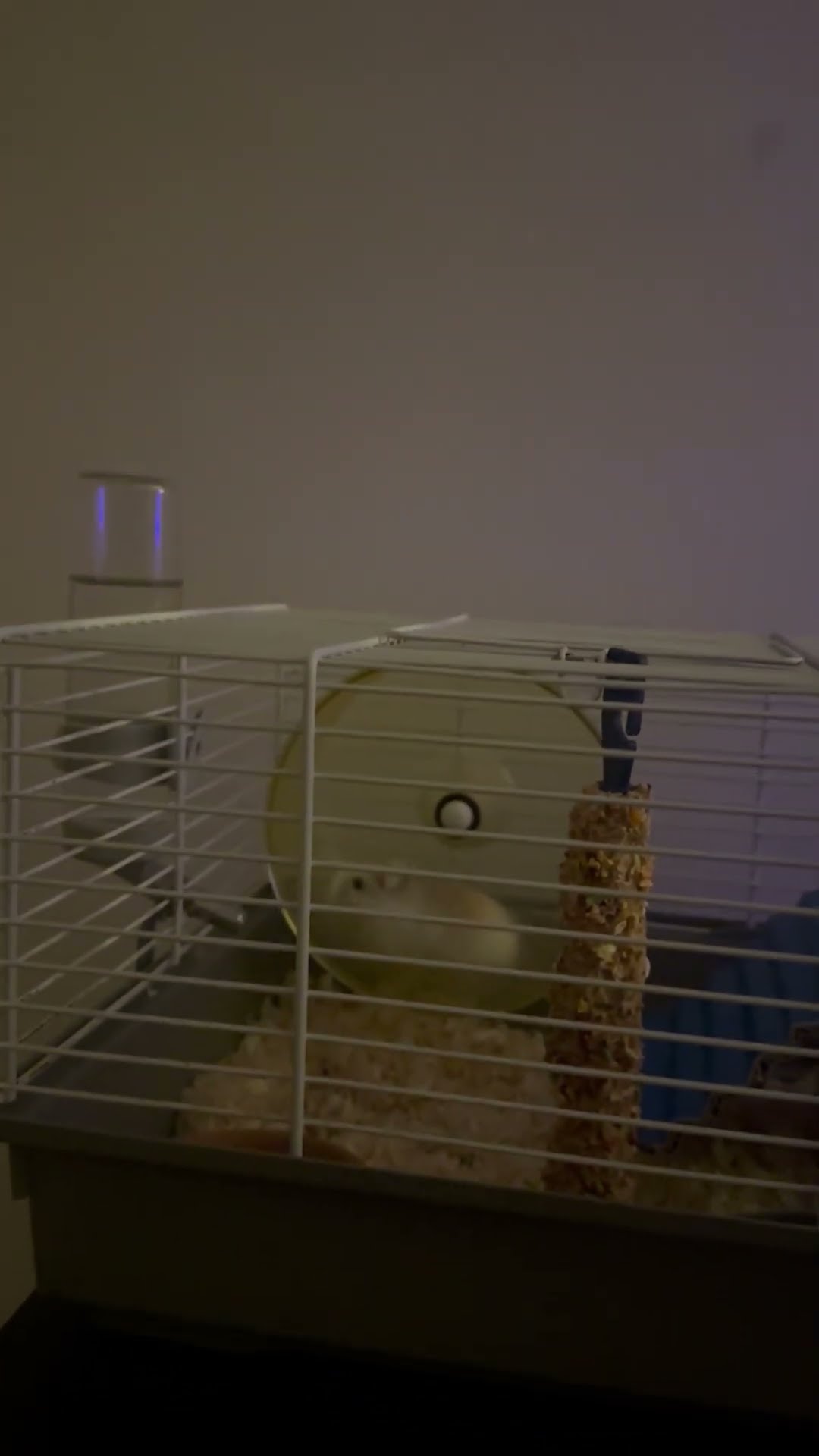 Hamster Fails At Top Speed || ViralHog