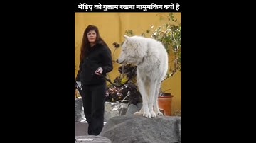 भेड़िए 🐺 को पालना क्यों नामुमकिन है 😱 | the himanshu negi | #shorts #bhediya #wolf