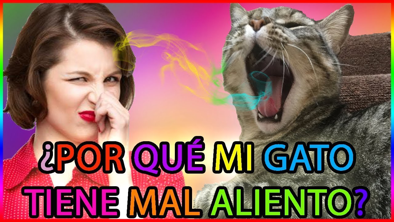 como quitar el mal olor de la boca de los gatos