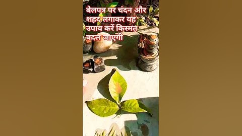 #upay बेलपत्र पर चंदन और शहद लगाकर यह उपाय करें किस्मत बदल जाएगी।। @panditpradeepmishraofficial