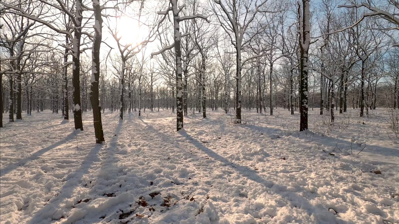 Snow Melting in a Sunny Spring Forest – Relaxing Birds & Nature Sounds 4K 