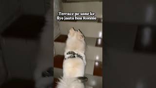 Ronnie hamaar 🐶 #shorts #short #viralshorts #dog #cute #funny #comedy #ronnie #dogsofyoutube
