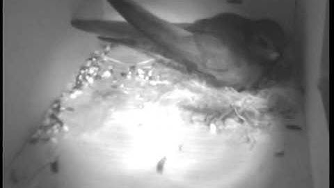 Swift enters the nest box, May 5th 2011