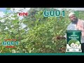 Bioseed 6001 – Strength that stands tall, even in tough conditions!