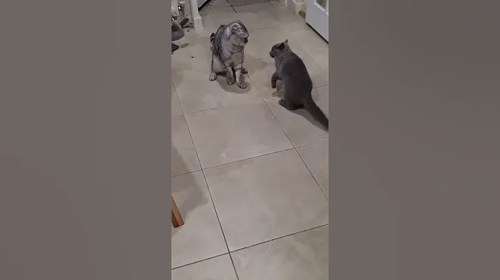 Watch the video about When cats spar
