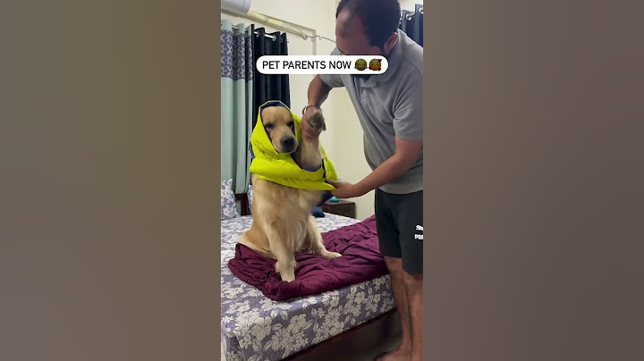 Pet parents in 90s vs Now 😅 #oscarwonderpup #goldenretriever #funny #reality #dogshorts #petparent