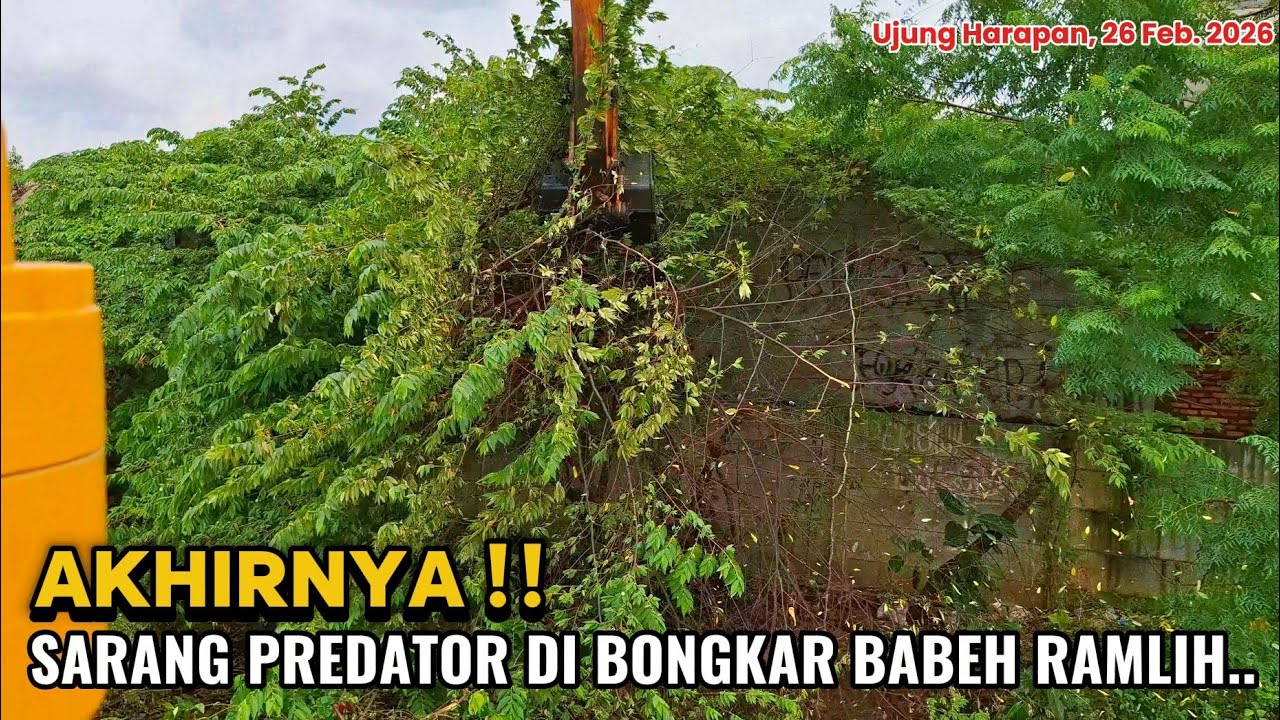 MASIH PAGI BABEH RAMLIH UDAH NGAMUK ‼️ SARANG PREDATOR ABIS DI OBRAK-ABRIK ‼️