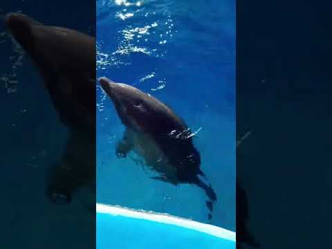 جمال ولطافة صربينا اكسبلورفولو اكسبلور اكسبلور  اكسبلورر اكسبلور فولو دولفين حيوانات