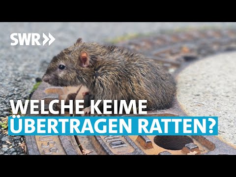 Video: Warum sind Wanzen gefährlich für eine Person in einer Wohnung und welche Krankheiten übertragen sie?