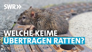 Risiko Ratten – wie gefährlich sind sie wirklich? | SWR Wissen