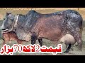 CHULSTNI FRIESEN CROSS COW | FOR SALE | 03054823553 | /07/12/25/ | YOUTUBE IN PAKISTAN