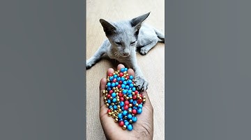 Reverse Cat Magic — Satisfying ASMR Moments#shorts #cat #asmr #beads #satisfyingasmr