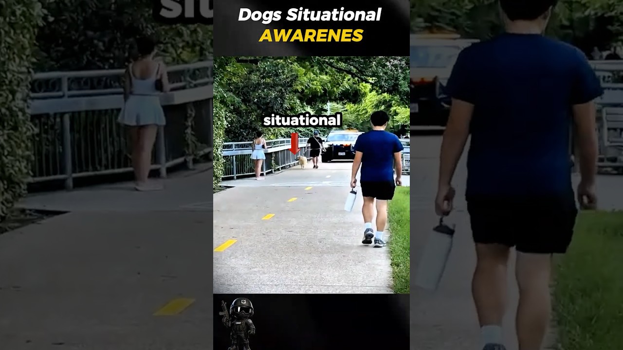 Dog has more situational awareness  😂 #shorts  #PoliceBodycam #BodycamFootage #fypシ #funnyshorts