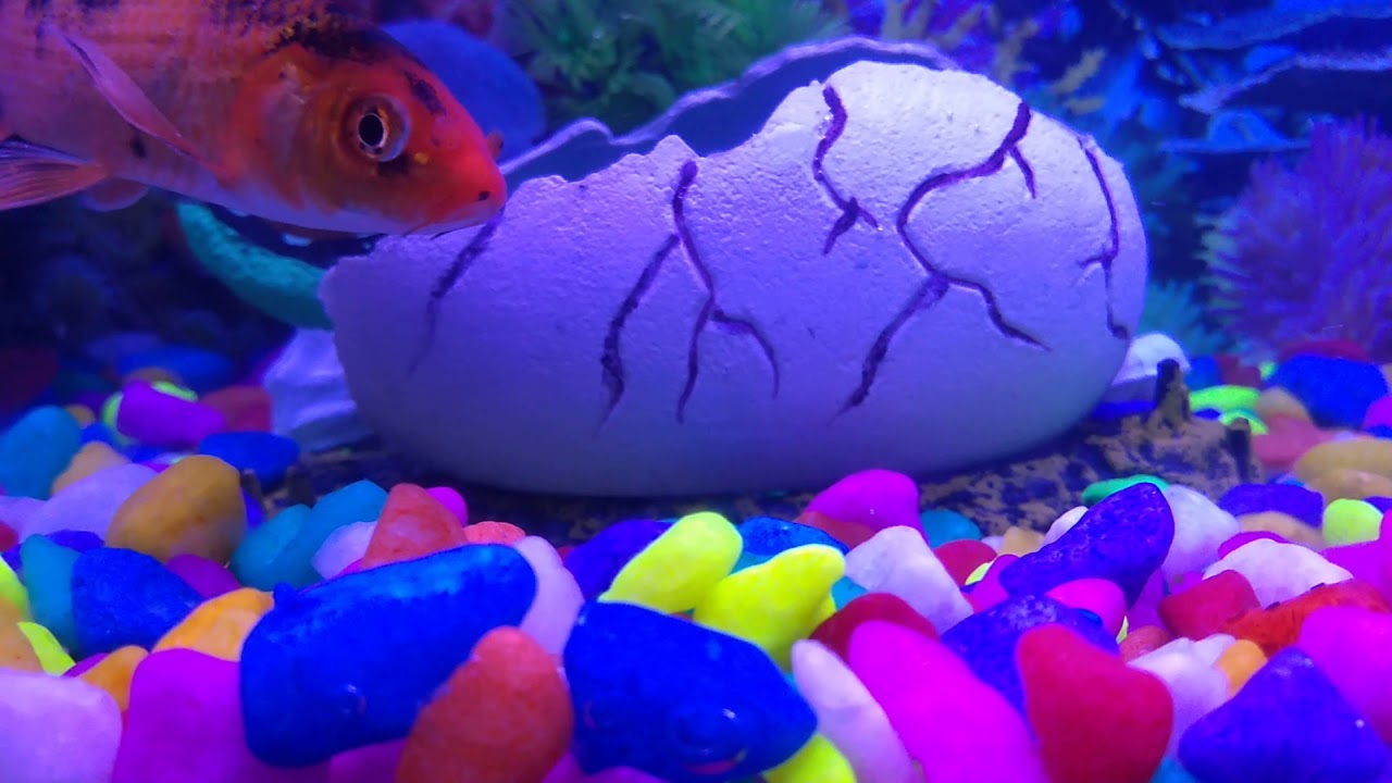 Mun mun home made auariam