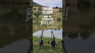 Specimen Carp Fishing South Africa #shorts #carpfishingsouthafrica #carpfishing #carp