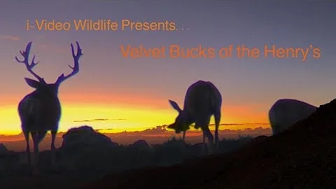 Henry Mountains - Big Velvet Bucks